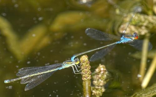 Erythromma viridulum