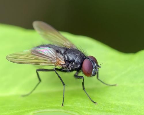 Réf. 285 025 : Hydrotaea cyrtoneurina