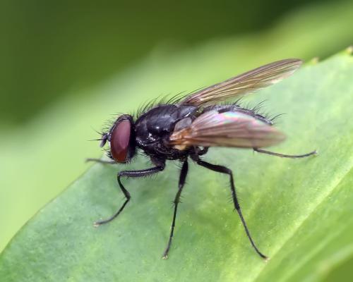 Réf. 285 026 : Hydrotaea cyrtoneurina