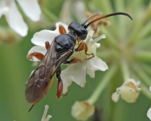 Glyphicnemis vagabunda