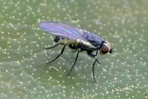 Phytomyza sp.