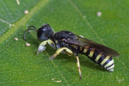Réf. 285 288 : Lestica clypeata