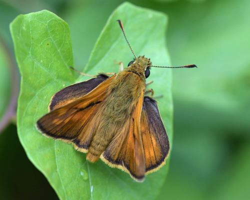 Ochlodes sylvanus