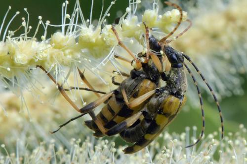 Rutpela maculata