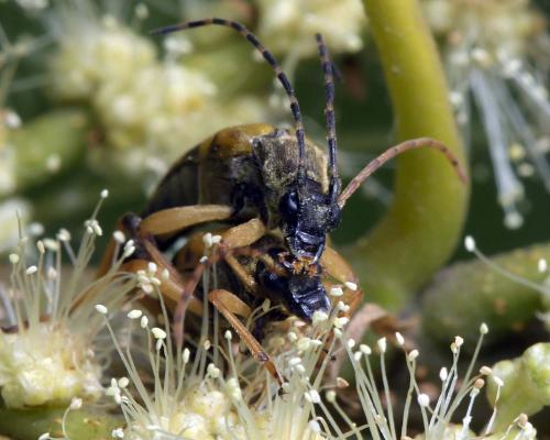 Réf. 285 369 : Rutpela maculata