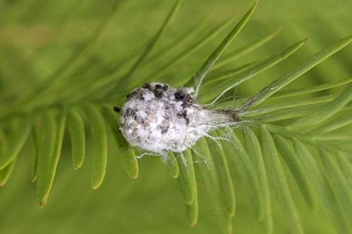 Metellina sp.