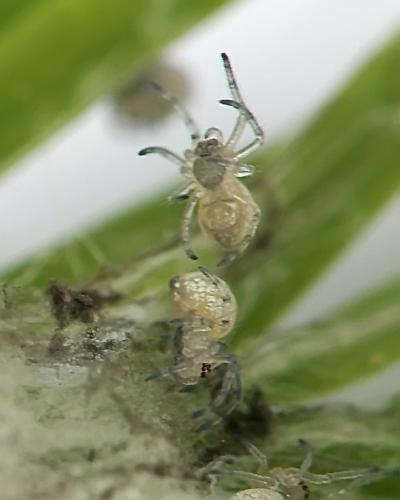 Metellina sp.