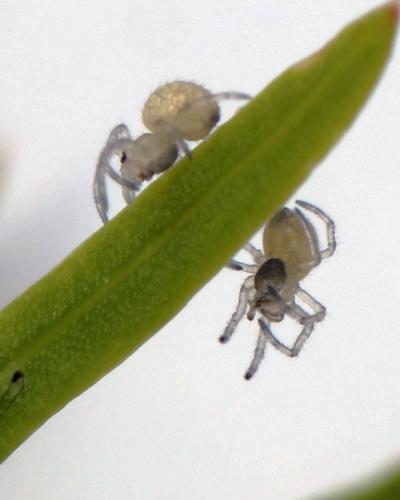 Metellina sp.