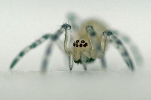 Metellina sp.