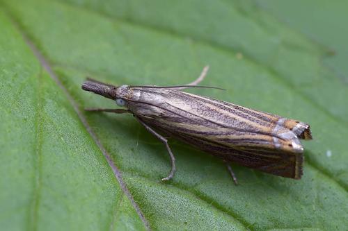 Réf. 285 987 : Chrysoteuchia culmella