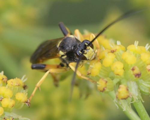 Ichneumon xanthorius