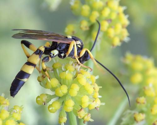Réf. 285 949 : Ichneumon xanthorius