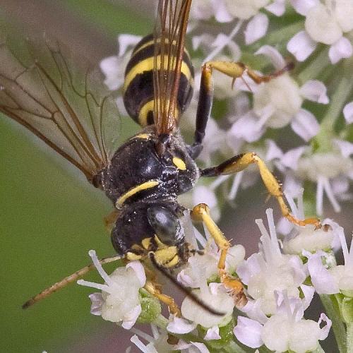 Gorytes laticinctus