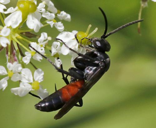 Anoplius sp.