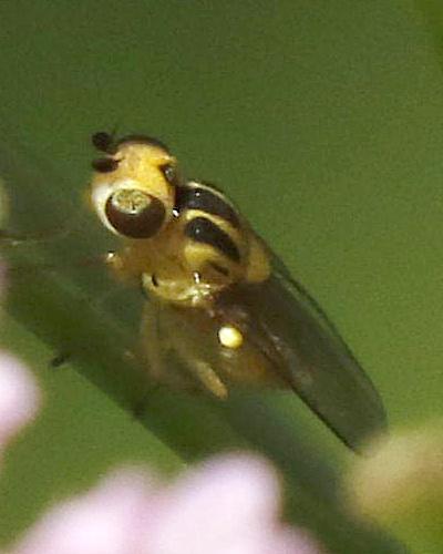Réf. 285 661 : Chlorops sp.