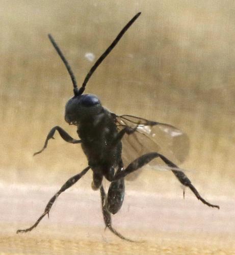 Réf. 285 726 : Brachygaster minutus