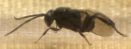 Réf. 285 725 : Brachygaster minutus