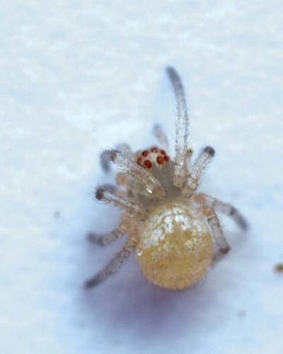 Réf. 285 735 : Metellina sp.