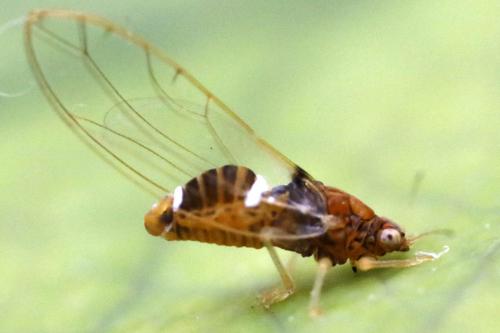 Réf. 285 306 : Lauritrioza alacris