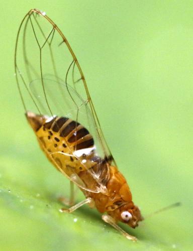 Réf. 285 552 : Lauritrioza alacris