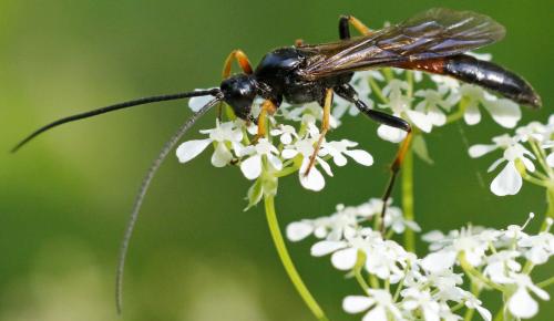 Alomya debellator