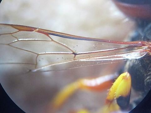 Philanthus triangulum