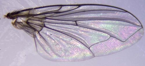 Calliphorinae