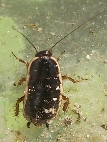 Réf. 285 614 : Loboptera decipiens
