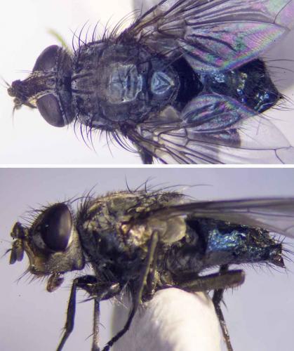 Calliphorinae