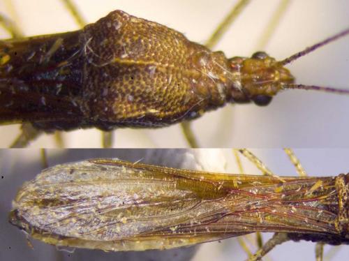 Réf. 285 923 : Metatropis rufescens