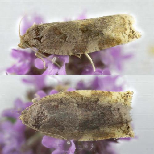 Réf. 285 712 : Archips xylosteana