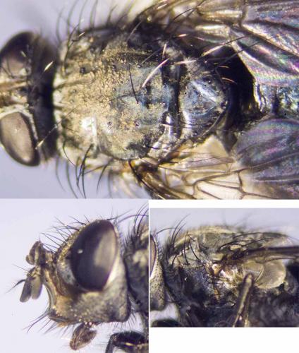 Calliphorinae