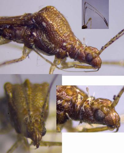 Metatropis rufescens