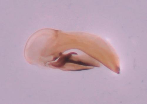 Acupalpus dubius