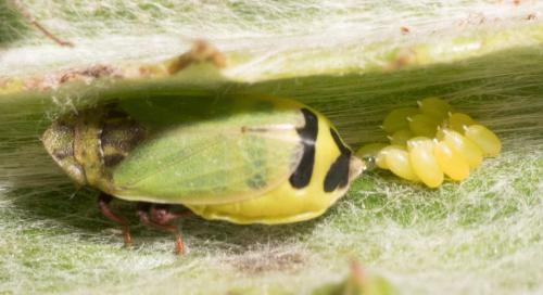 Tettigometra sulphurea