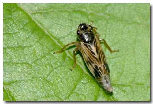 Evacanthus acuminatus