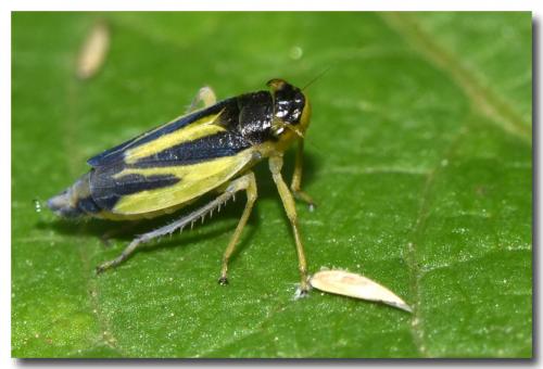 Réf. 285 747 : Evacanthus interruptus