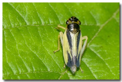 Réf. 285 748 : Evacanthus interruptus