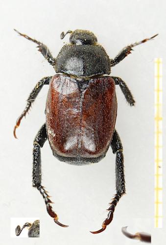 Hoplia philanthus