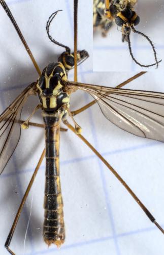 Réf. 285 517 : Nephrotoma appendiculata