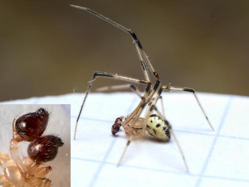 Heterotheridion nigrovariegatum