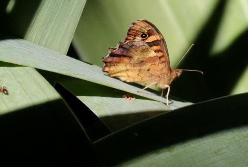 Pararge aegeria