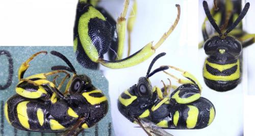 Leucospis dorsigera