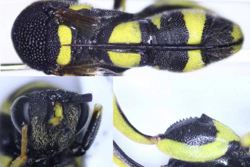 Réf. 285 151 : Leucospis dorsigera