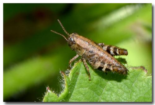 Calliptamus sp.