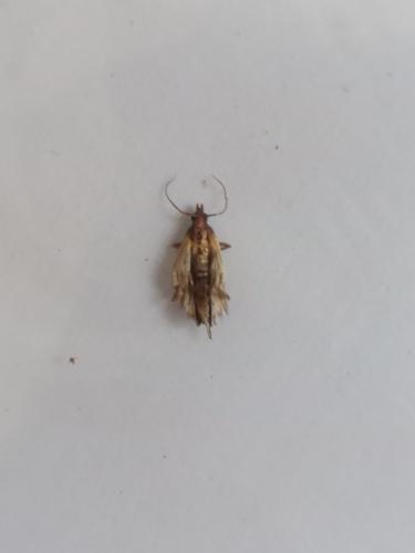 Plodia interpunctella