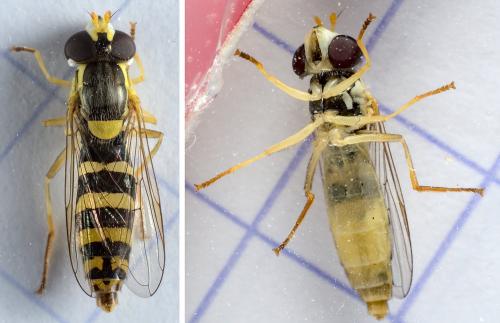 Réf. 285 000 : Sphaerophoria scripta