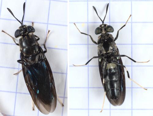 Réf. 285 218 : Hermetia illucens