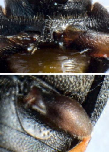 Scymnus rubromaculatus
