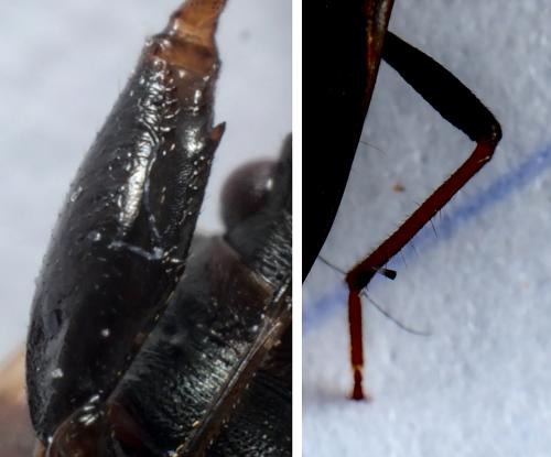 Réf. 285 016 : Eremocoris fenestratus